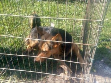 Полювання серед міста: лучанин капканами ловить вуличних собак