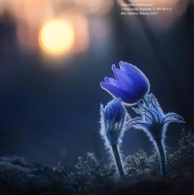 Жити кохаючи. Олександр Чорний