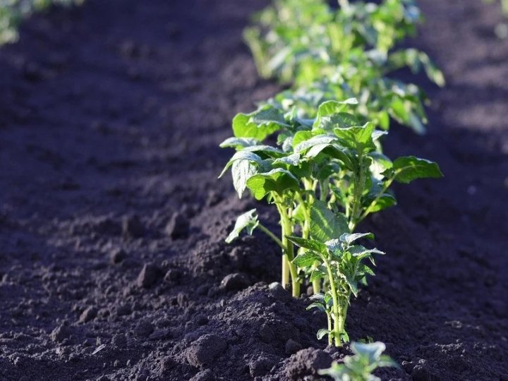 Які сорти картоплі вважаються найгіршими: вони несмачні, водянисті та формують дрібні бульби