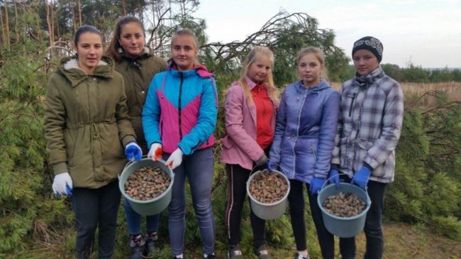 Щоб згодом виріс густий ліс: волинські школярі зібрали пів тонни шишок
