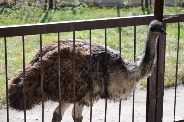 Фотопогляд: звірі луцького зоопарку