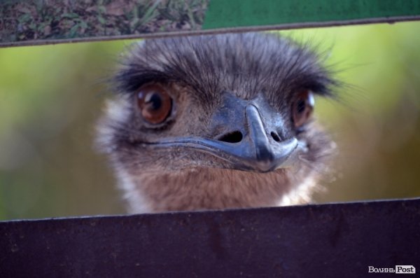 Фотопогляд: звірі луцького зоопарку