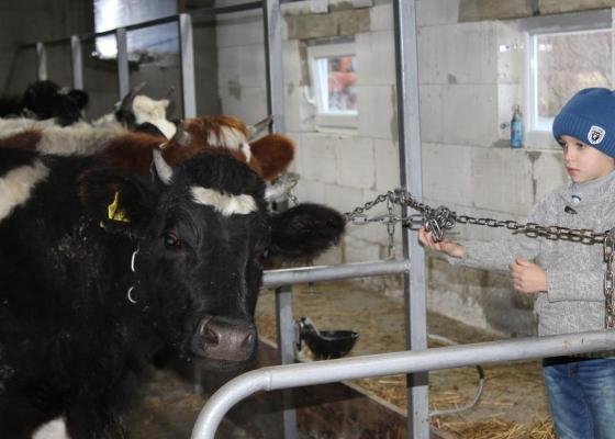 У селі на Волині відкрили сімейну молочну ферму. ФОТО