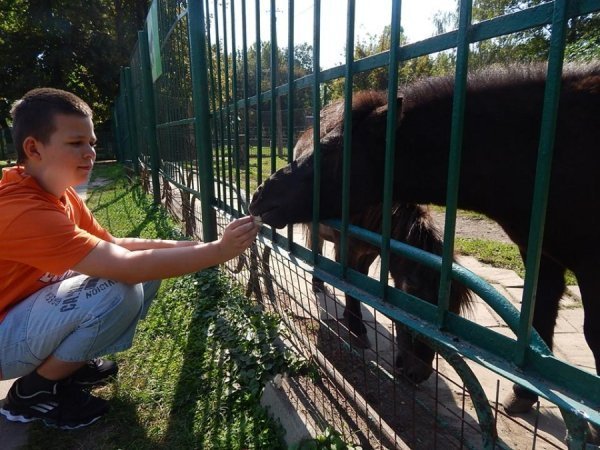 У Луцькому зоопарку з'явилися два поні. ФОТО