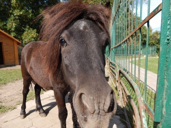 У Луцькому зоопарку з'явилися два поні. ФОТО