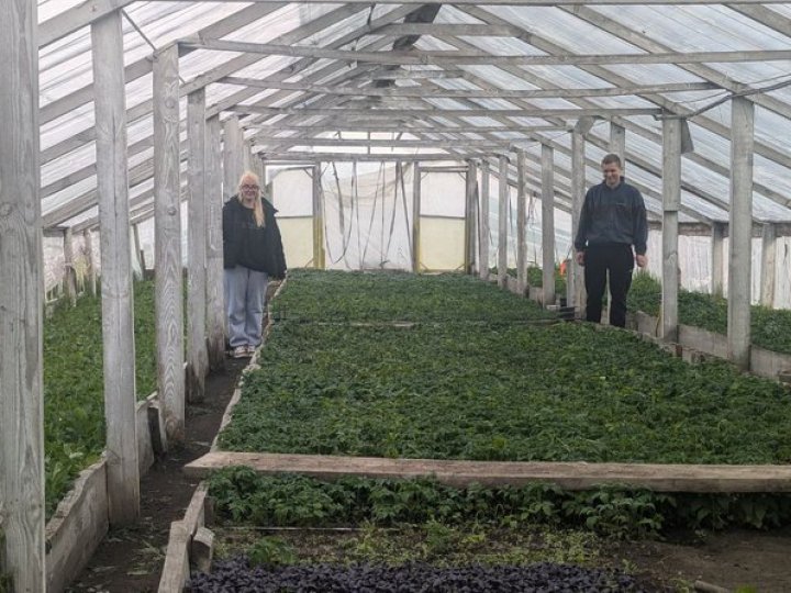 Династія: родина на Волині вже три покоління вирощує розсаду в теплицях