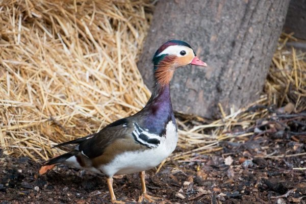 Лучан кличуть в зоопарк знайомитися із новими мешканцями. ФОТО