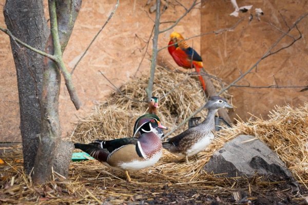 Лучан кличуть в зоопарк знайомитися із новими мешканцями. ФОТО