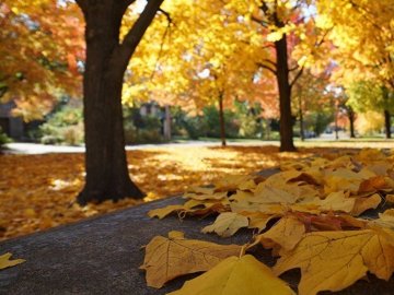 Погода в Луцьку та Волинській області на вихідні, 16 і 17 листопада
