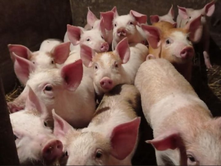 На Волині зросли ціни на поросята: скільки тепер коштують 