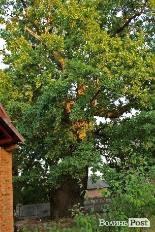 Мандруючи Волинню: костел ордену домініканців, забутий Богом і людьми. ФОТО