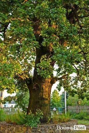Мандруючи Волинню: костел ордену домініканців, забутий Богом і людьми. ФОТО