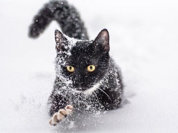 Погода у Луцьку та Волинській області на завтра, 11 лютого