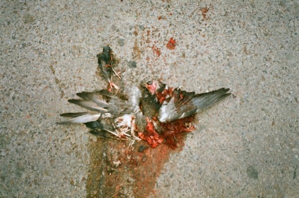 Фотовиставка Ігоря Семенюка