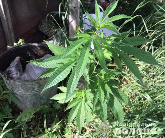 У жителя Луцького району знайшли теплицю, де він незаконно вирощував елітні сорти конопель