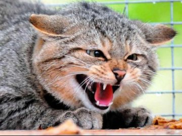 Цьогоріч майже 900 волинян постраждали від укусів тварин