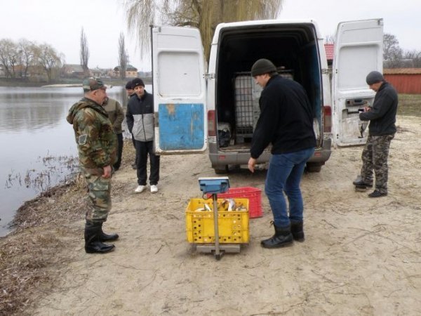 У Теремнівські ставки запустили 500 кілограмів риби. ФОТО
