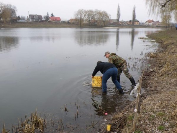 У Теремнівські ставки запустили 500 кілограмів риби. ФОТО