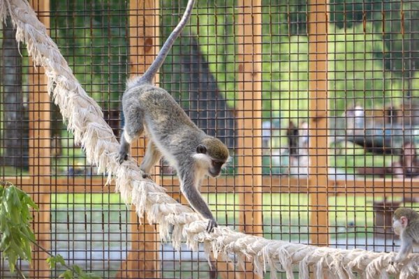 У Луцькому зоопарку в мавпочок з'явилось нове помешкання. ФОТО
