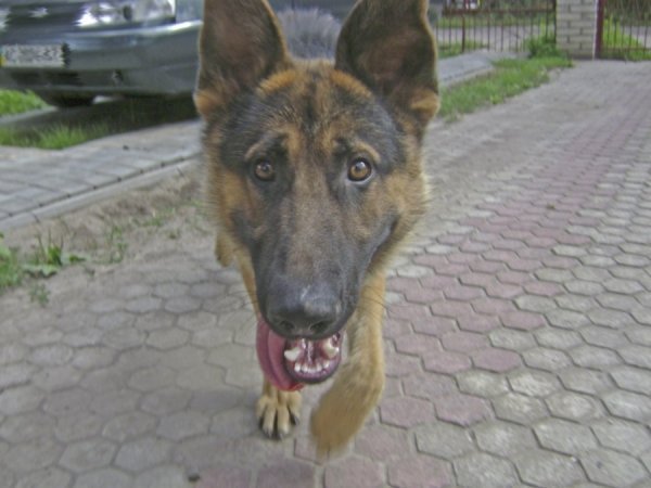 Мій песик. 03.08 2013, місто Луцьк, на власному подвір'ї. Автор Олег Стащук