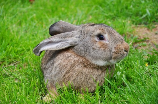 Кролики теж люблять літо і зелену травичку. 6.06.2013, с. Небіжка Ківерцівський р-н. Автор Тетяна Кірчук