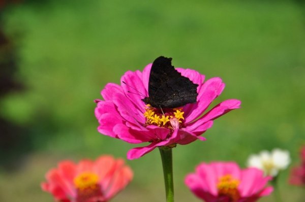 Часом хочеться бути метеликом, таким же легким, барвистим і незалежним. 30.08.2012 вул. Дубнівська, Луцьк. Автор Тетяна Кірчук