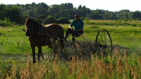 Поїхали з батьком сіно гребти, а там луг ... такий... 23 червня 2013 року біля с. Стара Бутівка Сосницького району Чернігівської області. Автор Роман Козацький