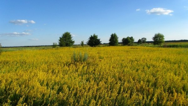 Поїхали з батьком сіно гребти, а там луг ... такий... 23 червня 2013 року біля с. Стара Бутівка Сосницького району Чернігівської області. Автор Роман Козацький