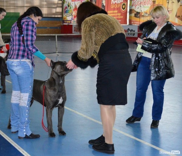 У Луцьку ‒ виставка собак. ФОТО