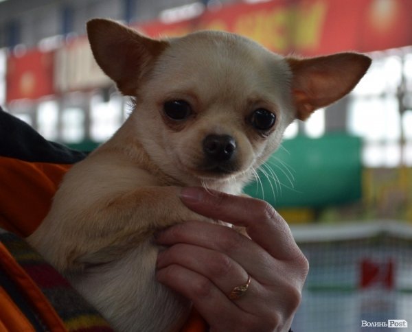 У Луцьку ‒ виставка собак. ФОТО