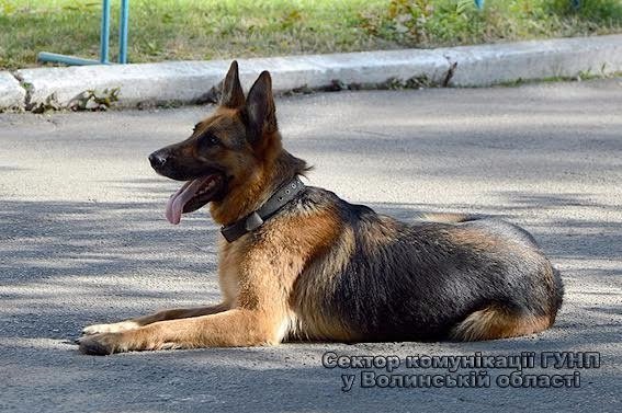 Волинські поліцейські відвідали вихованців дитячого табору «Ровесник». ФОТО