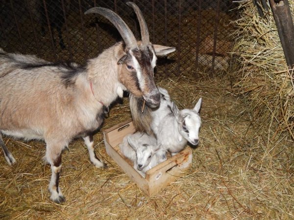 У луцькому зоопарку - поповнення. ФОТО