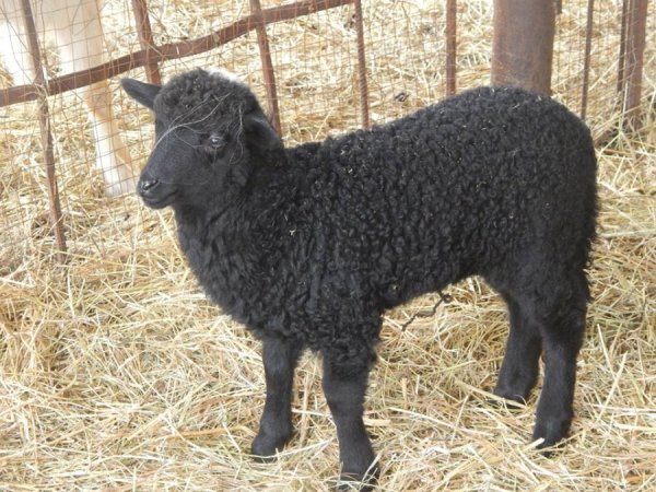 У луцькому зоопарку - поповнення. ФОТО