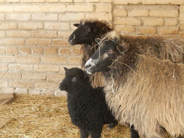 У луцькому зоопарку - поповнення. ФОТО