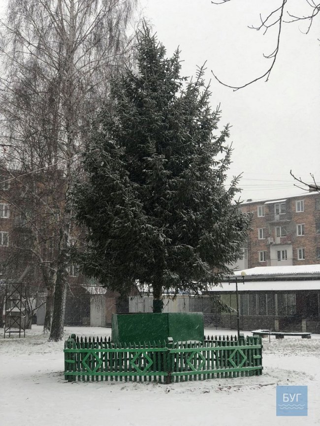 Якою буде головна ялинка Нововолинська