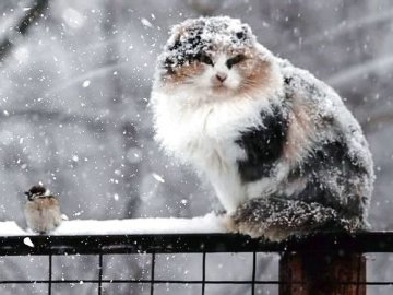 Погода в Луцьку та Волинській області на завтра, 28 листопада