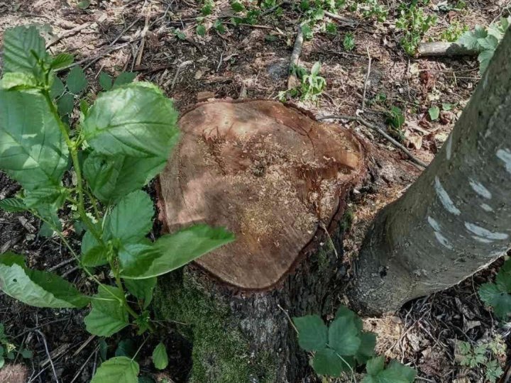Сума збитків - понад 2 млн гривень: на Волині виявили незаконну порубку дерев