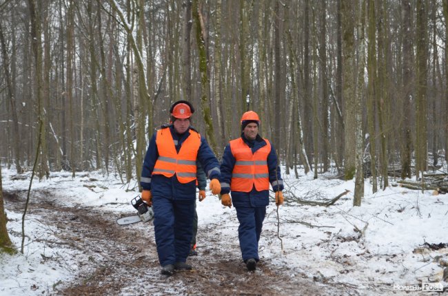 Жнива у зимовому лісі: як на Волині заготовляють деревину. ФОТО