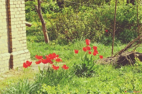 Луцькі тюльпани. ФОТО