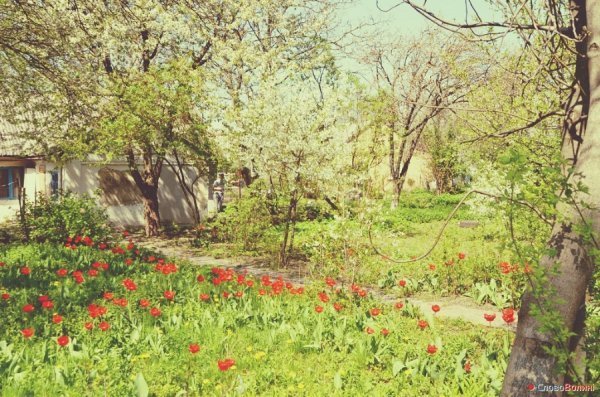 Луцькі тюльпани. ФОТО