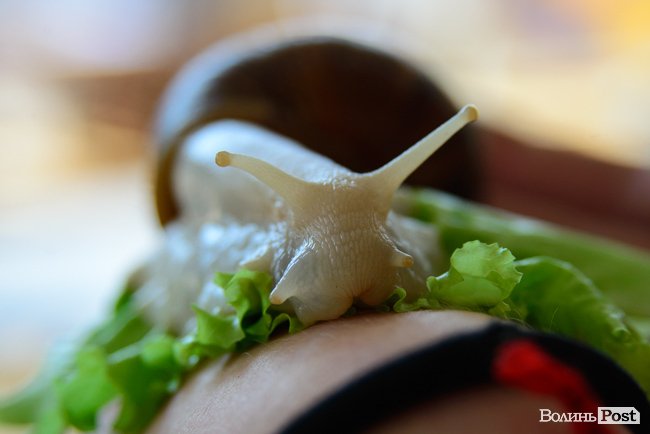 У луцькому «Промені» відбувся масштабний захід із гаслом «еко». ФОТО