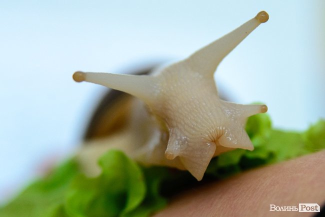 У луцькому «Промені» відбувся масштабний захід із гаслом «еко». ФОТО