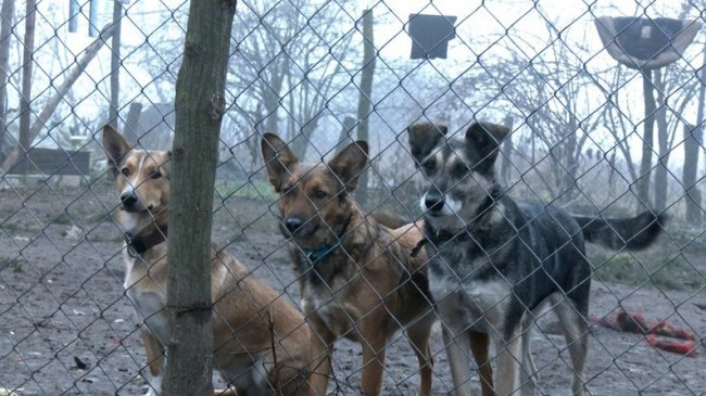 Зооволонтерка з Волині прилаштувала в добрі руки понад сотню собак із фронту