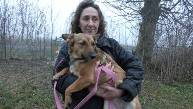 Зооволонтерка з Волині прилаштувала в добрі руки понад сотню собак із фронту