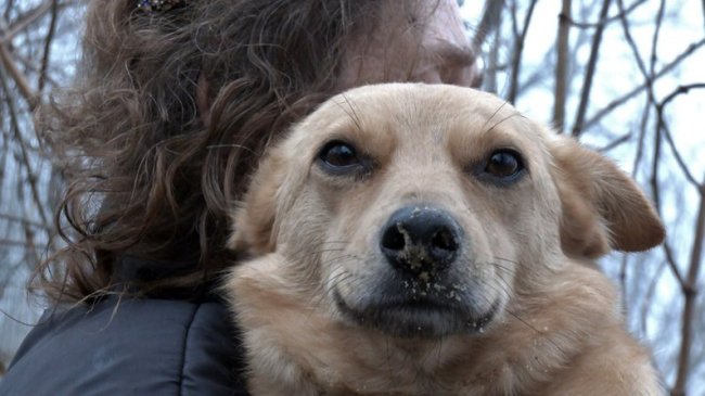 Зооволонтерка з Волині прилаштувала в добрі руки понад сотню собак із фронту