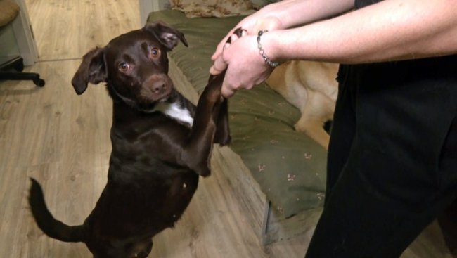 Зооволонтерка з Волині прилаштувала в добрі руки понад сотню собак із фронту