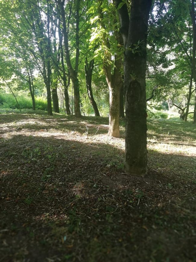 Луцький парк очистили від зарослів. ФОТО