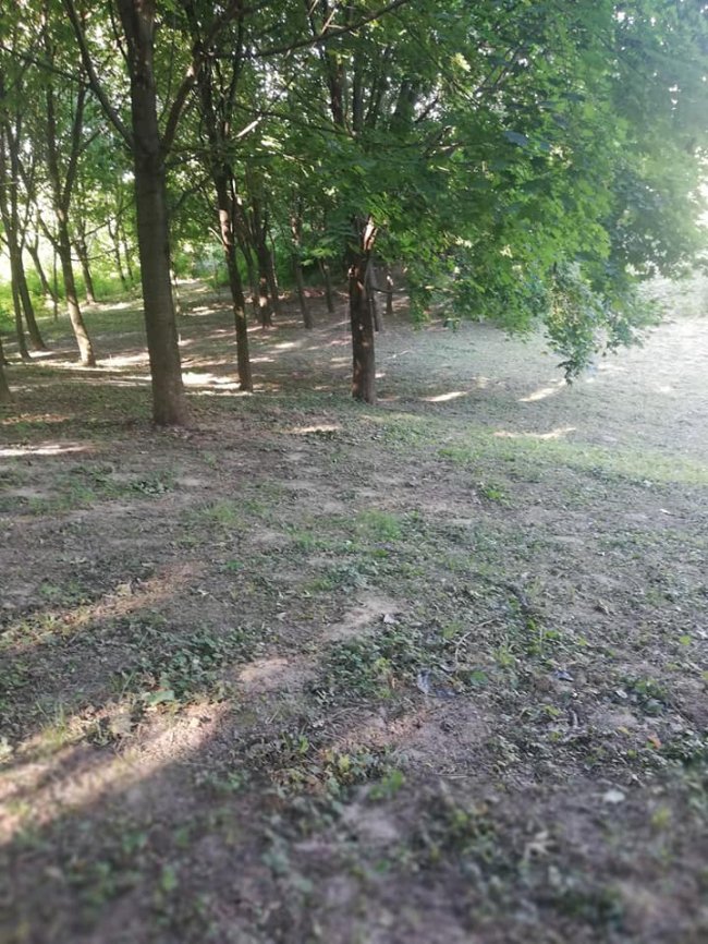 Луцький парк очистили від зарослів. ФОТО