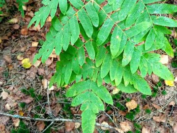 У національному парку на Волині знайшли унікальну рідкісну рослину. ФОТО