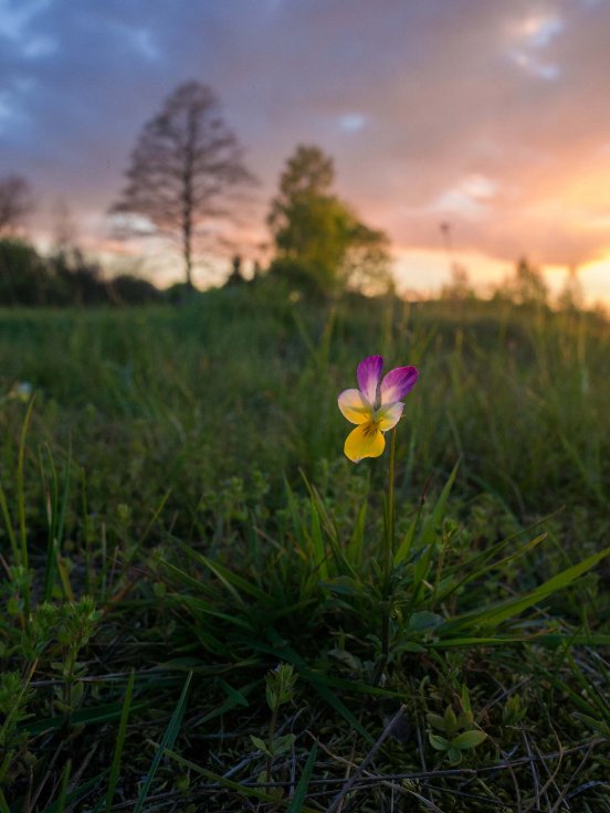 Краса, яка захоплює душу: дивовижні краєвиди Волині. ФОТО
